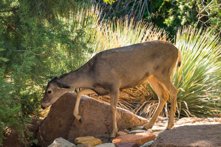 Deer walks around in desert environmentの写真素材