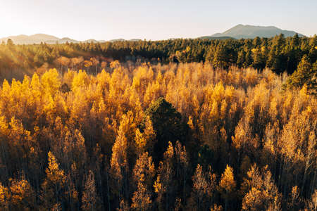 Aspen canopy illuminated by setting sun.の写真素材
