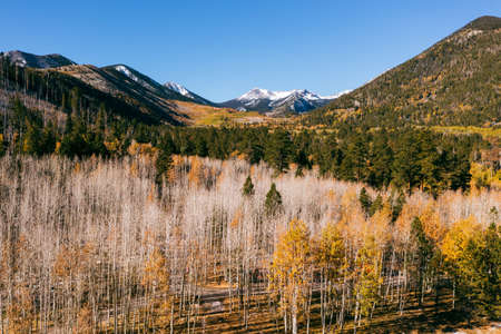 Aspen tree forest at Lockett Meadow in Flagstaff, Arizona
