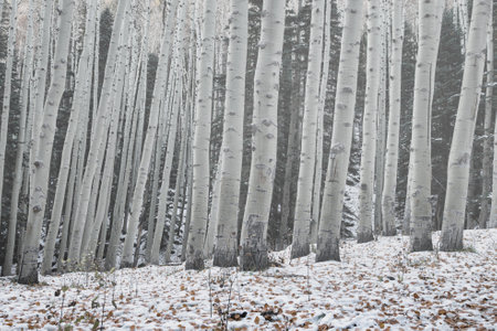 Beautiful winter scenery with aspen tree trunks in powder snowの写真素材