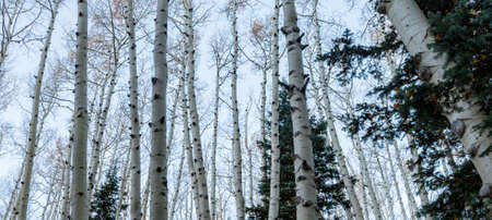 Panoramic low angle bare aspen trees against blue skyの写真素材