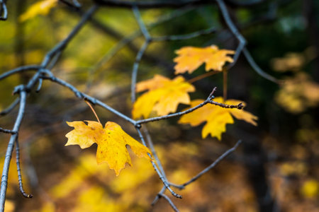 Yellow leaves remaining on branches, autumn vibes.