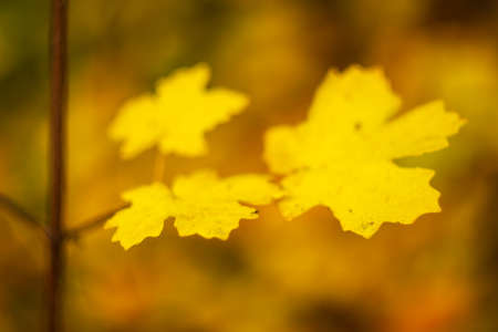 Yellow leaves remaining on branches, autumn vibes with bokeh.