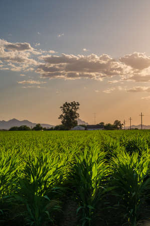 Rows of green corn plants on a farm in Arizona at sunsetの写真素材
