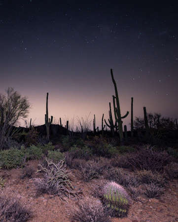 Saguaros under the starry night sky in Tucson, Arizonaの写真素材