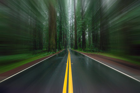Selective blur wet road with yellow lines through redwood forest.の写真素材