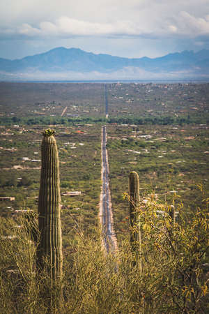 Saguaro cacti overlook green valley with homes and mountains in Tucsonの写真素材