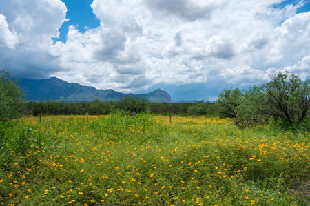 Yellow and pink wildflowers on a pasture, Santa Rita Mountains Arizonaの写真素材