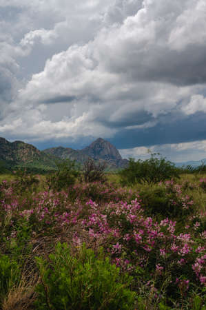 Pink wildflowers at Madera Canyon in Southern Arizonaの写真素材