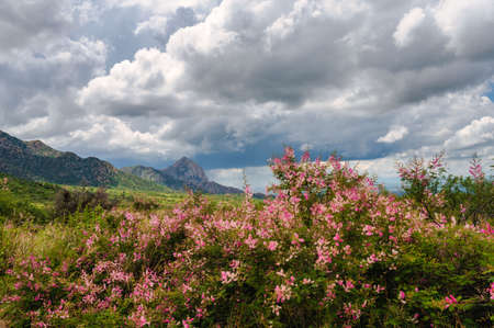 Vibrant colorful wildflowers grow in summer in Arizona during monsoonの写真素材