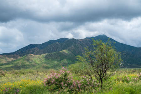 Yellow and pink wildflowers on a pasture with mountain background.の写真素材