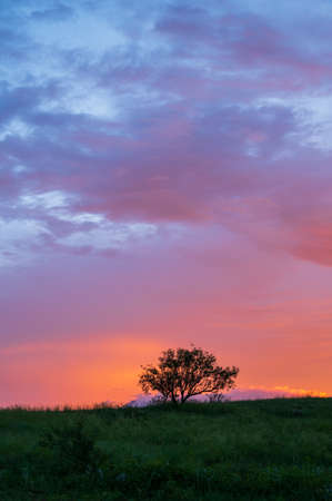 Silhouette of small tree on pasture under vibrant sunset sky.の写真素材