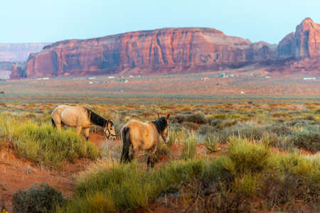 Two horses graze on grass in Monument Valley