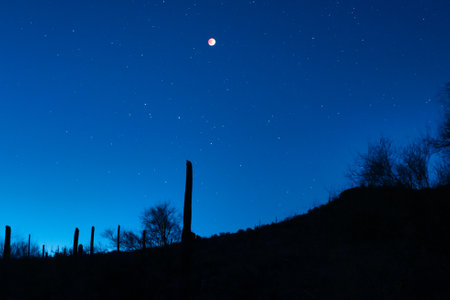 Blood moon during lunar eclipse May 2022 rising behind saguaro cactus.の写真素材