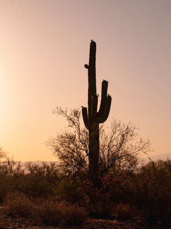 sunrise with silhouette of saguaro cactusの写真素材
