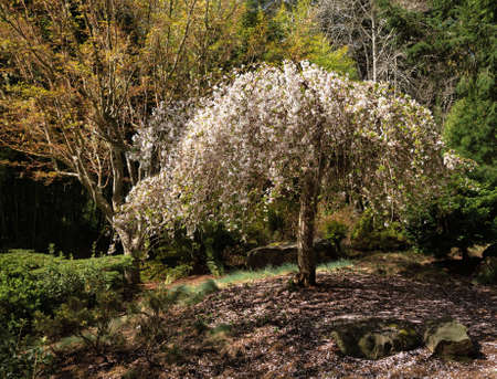 White cherry blossoms on tree in Japanese Gardenの写真素材