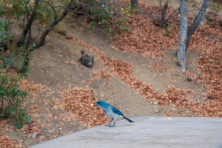 Hungry Blue Jay bird with food in its beakの写真素材