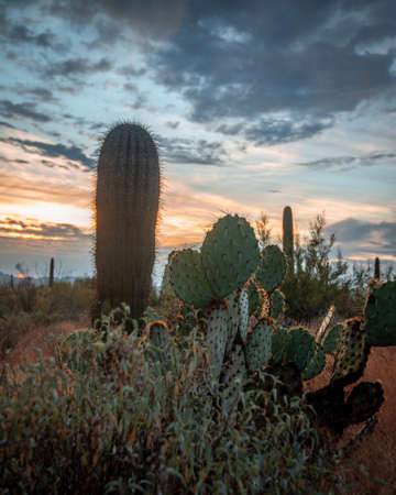 Arizona desert vegetation with moody sunset in background.の写真素材
