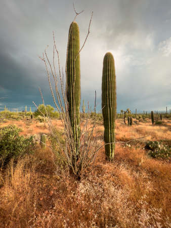 Two saguaro cactus in dry arid Arizona landscapeの写真素材