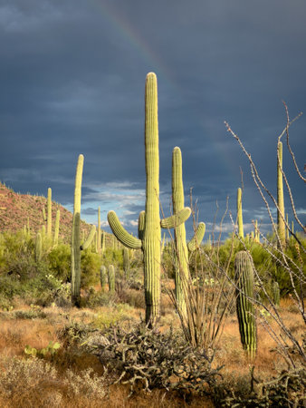 Vibrant green Saguaros illuminated by sunlight with rainbow in skyの写真素材