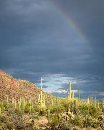 Arizona desert. Saguaro forest with rainbow in sky.の写真素材