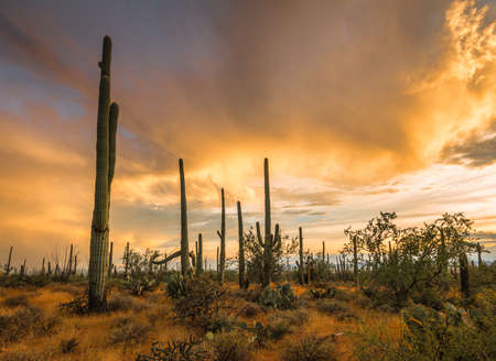 Arizona desert sunset with tall saguarosの写真素材