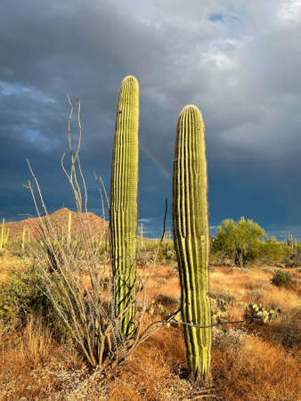 Glowing saguaro cacti at sunset in Arizona desert.の写真素材