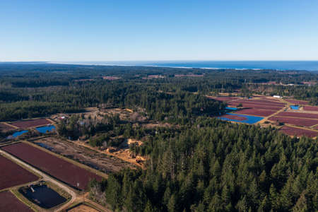 Cranberry bogs in Southern Oregon.の写真素材