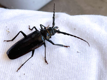 Darkling beetle. Family tenebrionidae. Morica plantaの写真素材