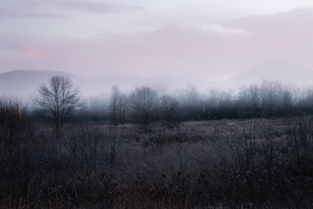 Dreamy frosty morning in rural California.