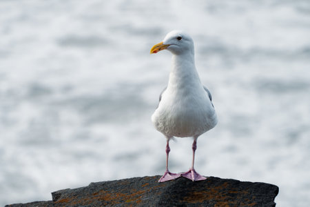 Close up portrait of a seagullの写真素材