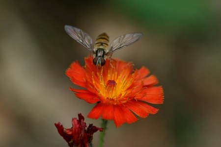 Waps on red flower