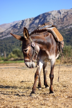 Donkey in the fieldの写真素材