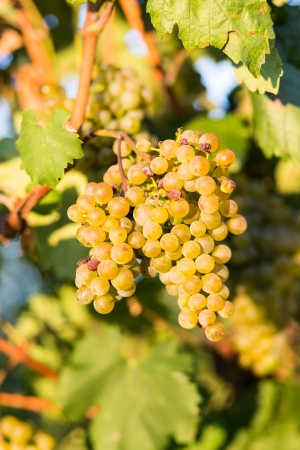 Mature grapes in the vineyardsの写真素材