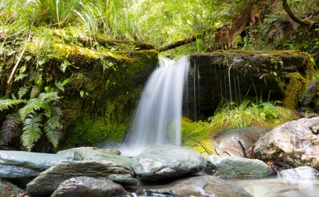 Green plants and water in the jungleの写真素材