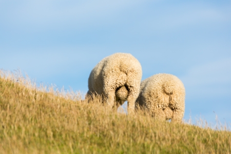 2 sheep in New Zealand - showing off their backsideの写真素材