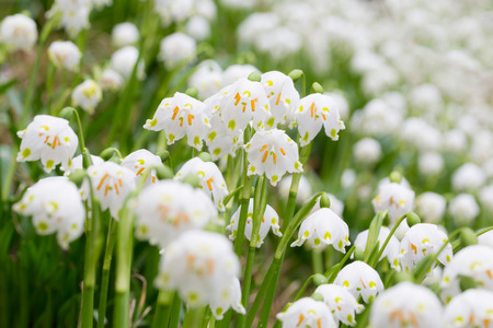 Leucojum vernum in free natureの写真素材