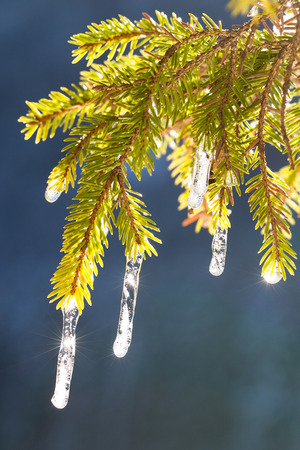 Pine tree branches in the springtime sunの写真素材