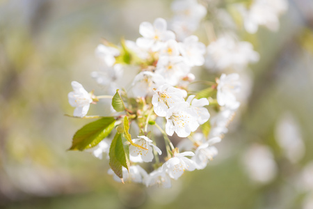 White cherry blossom during spring time on a green tree in free nature.の写真素材