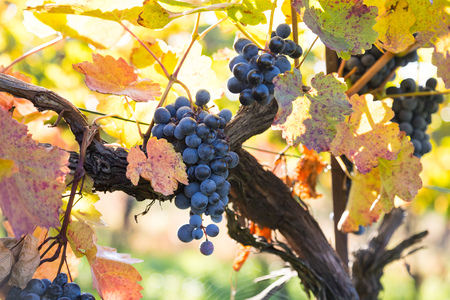 Mature organic red wine grapes in the natural vineyardの写真素材