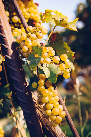 Mature green / white grapes in the vineyards. Ready for harvest.の写真素材