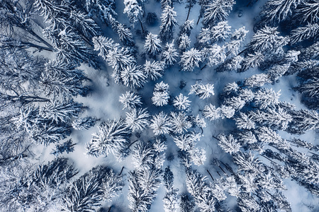 Aerial view of snow covered pine forest in the mountains during a winter with lots of snow.の写真素材