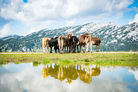 Group of Cows in the free nature. Herd of animals in the European Alps during summer.の写真素材