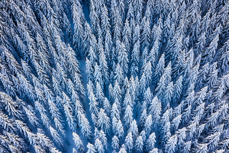 Snow covered pine forest in Austria during freezing cold temperatures in winter. Aerial photography view in the winter wonderland.の写真素材