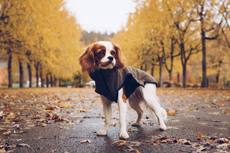 Cavalier King Charles Spaniel in Autumn Outfitの写真素材
