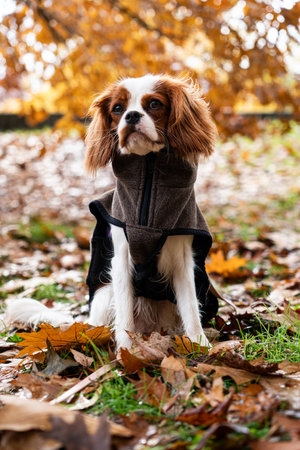Cavalier King Charles Spaniel in Autumn Outfitの写真素材