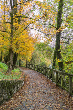 Peaceful Autumn Path Covered in Leavesの写真素材