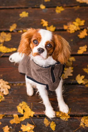 Cavalier King Charles Spaniel in Autumn Outfitの写真素材