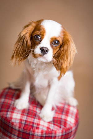 Cute Cavalier King Charles Spaniel dog portraitの写真素材