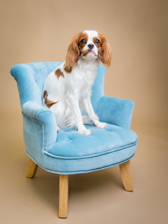 Cavalier King Charles Spaniel Dog on Blue Chairの写真素材